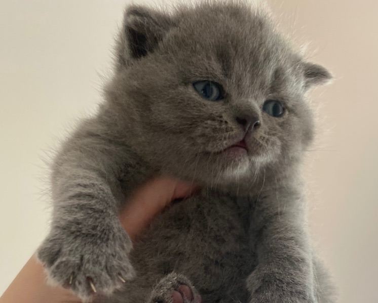 British Shorthair Pedigree Kittens 