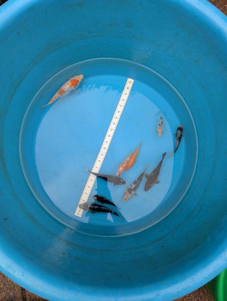 Koi and goldfish for sale many sizes 