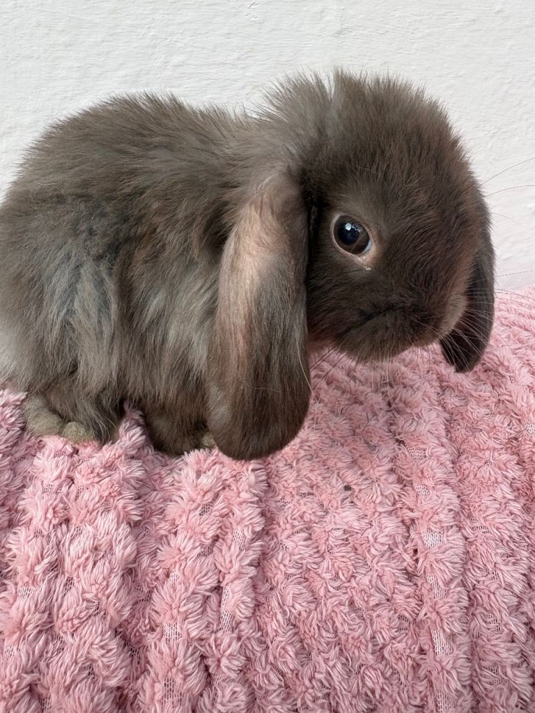 Mini lop + Netherland dwarf/vaccinated/ raises indoors 
