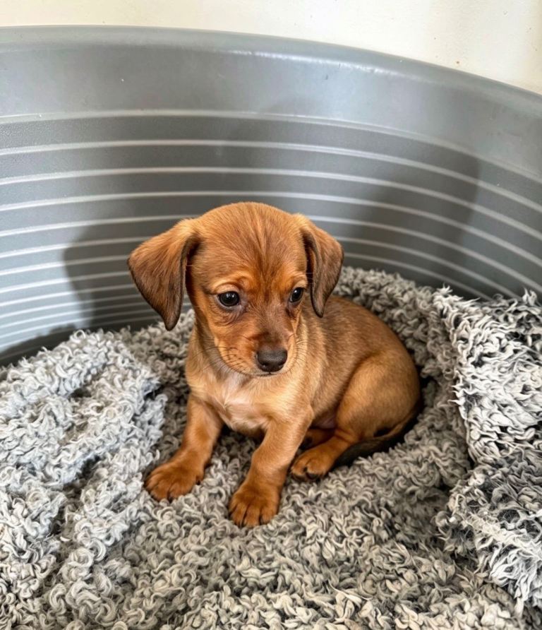 Pomeranian cross miniature dachshund. 