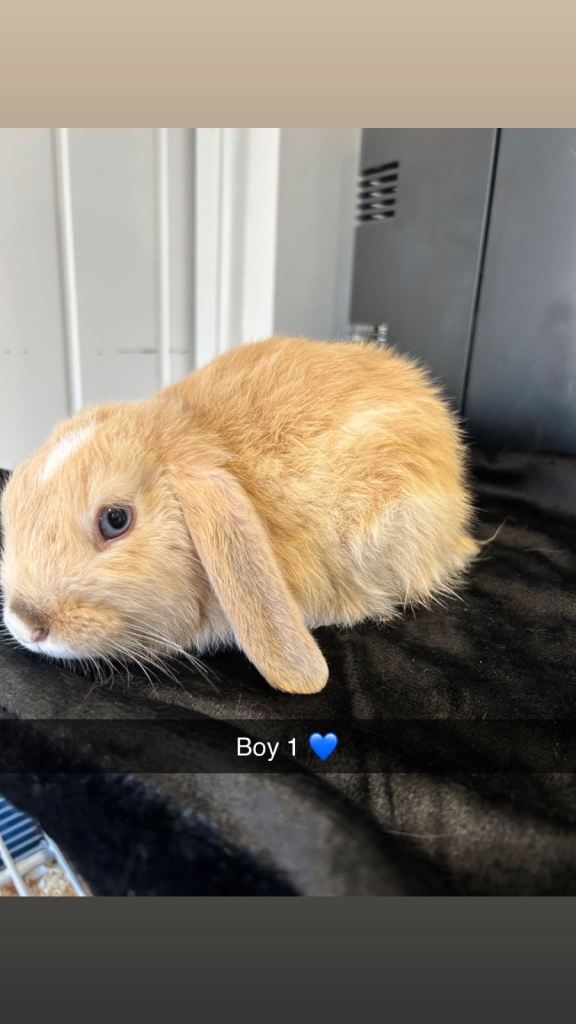 Blue eyed Pure Mini Lops 