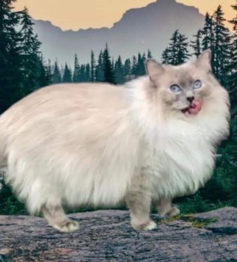 GCCF ACTIVE Register Queen