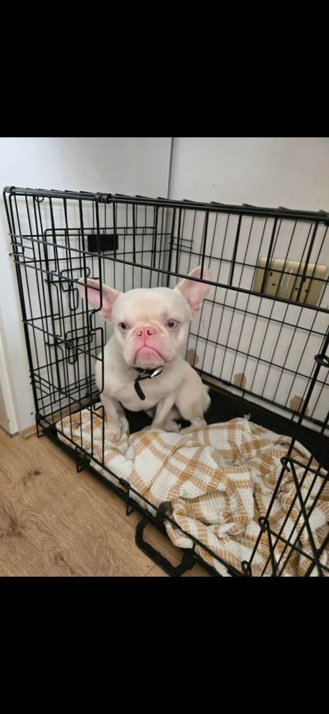 Meet Snowy – Beautiful 1-Year-Old French Bulldog