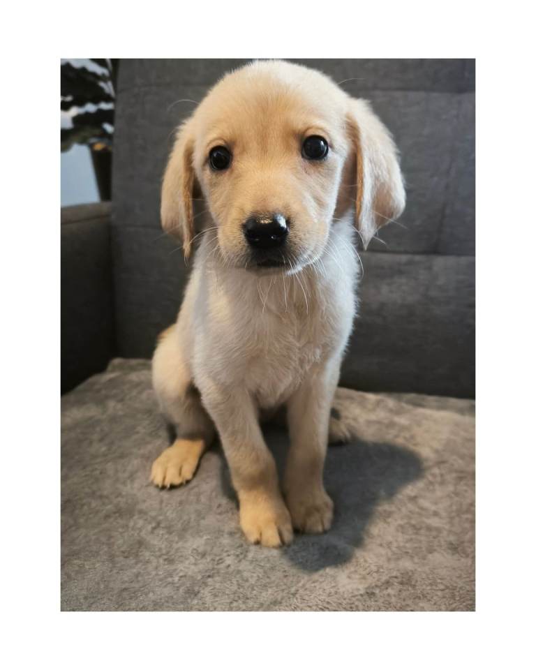 Labrador retriever puppies 