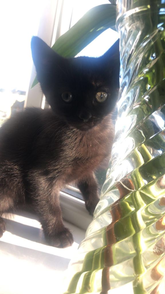 2 beautiful fur babies looking for a forever home