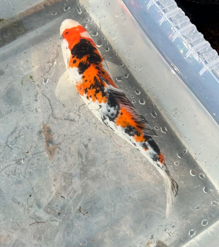 Koi 