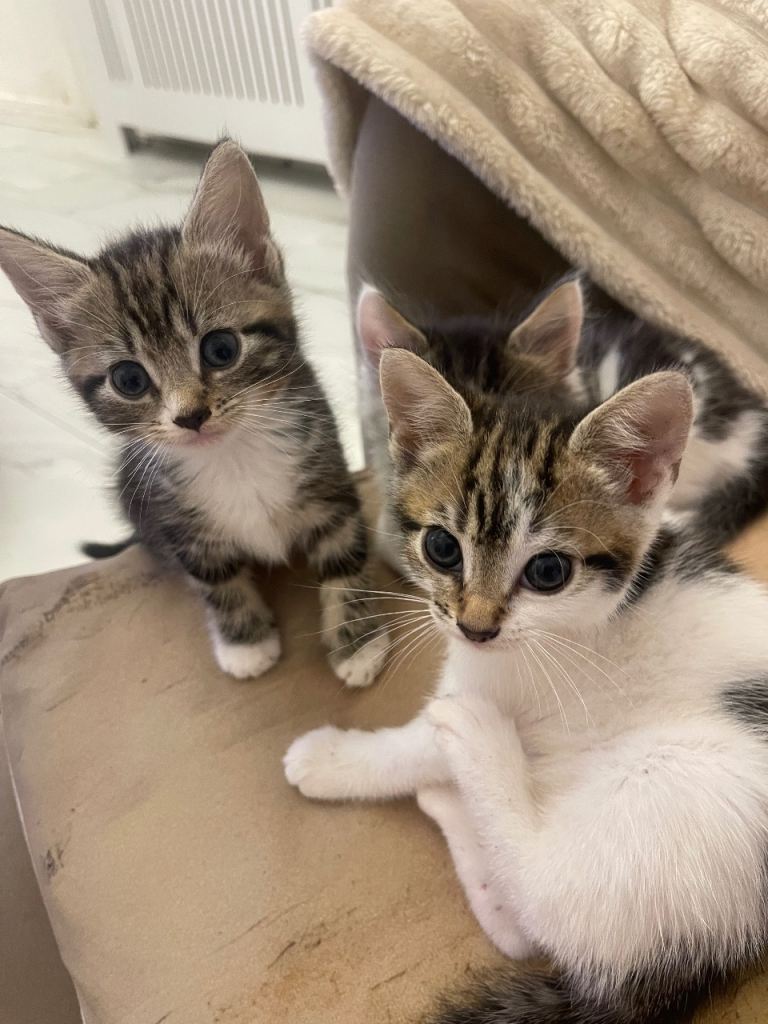 4 kittens 