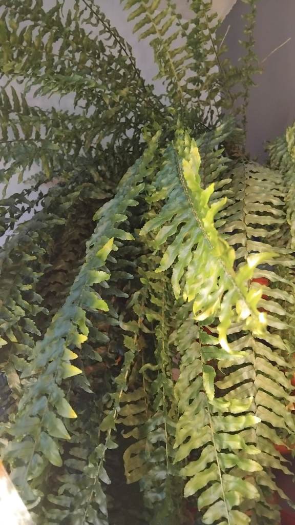 Large Fern Plant – Healthy, Green Foliage