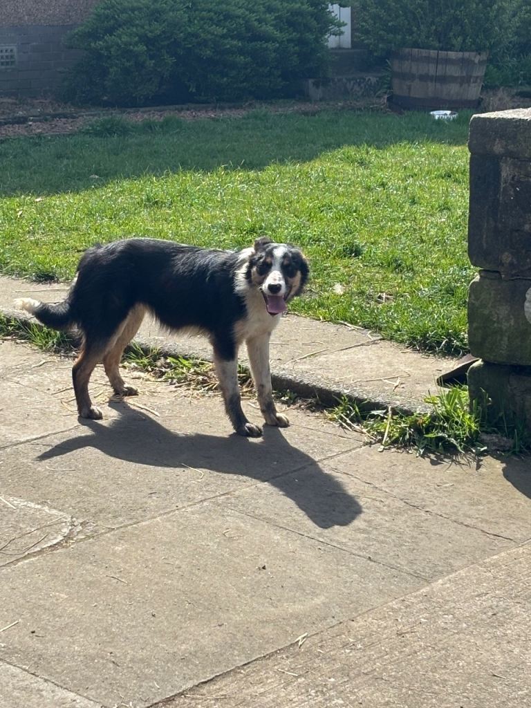 Border collie bitch 