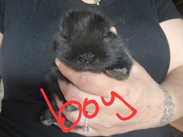 Mini lops