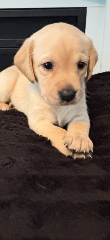 Labrador Puppies 