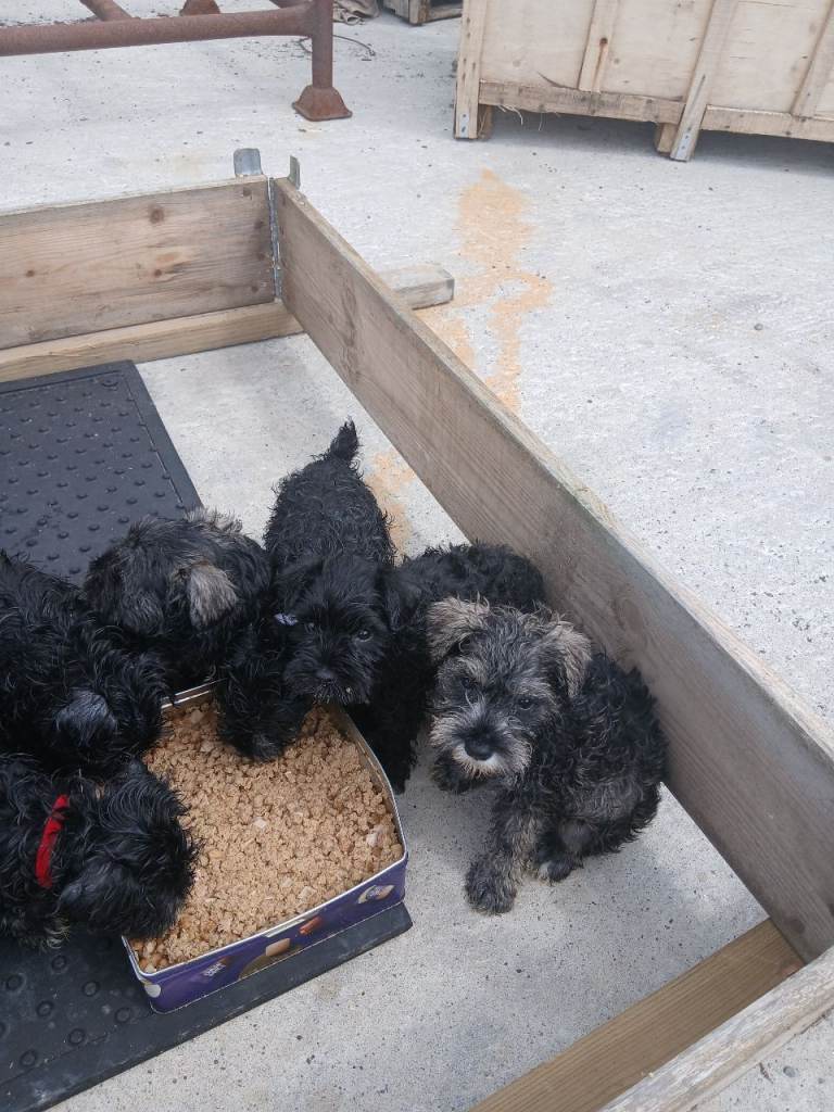 Miniature schnauzers