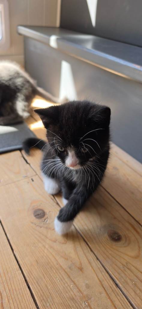 Wee tom looking for a good home 