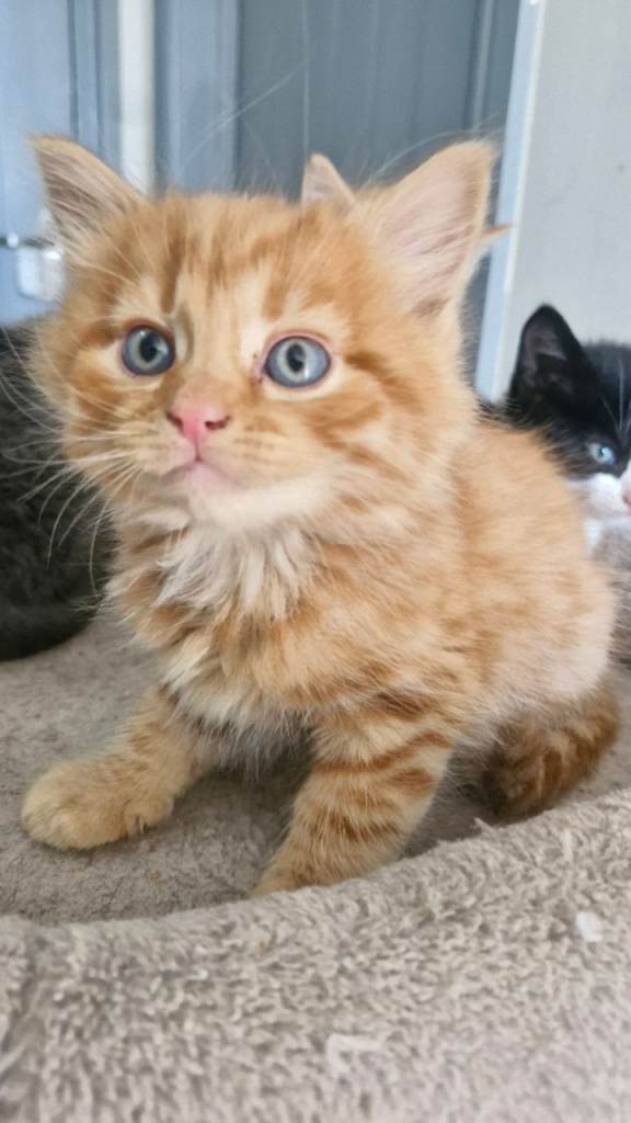 British blue Cross kittens for sale £250