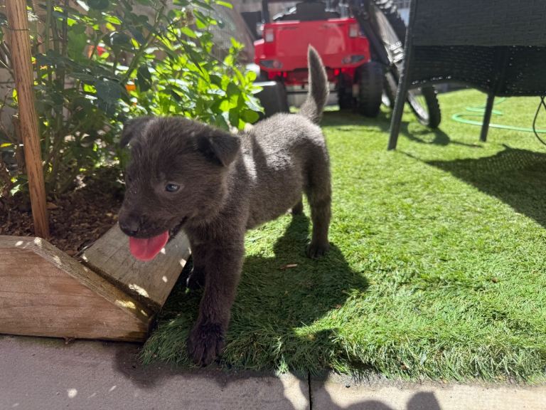 Rare blue German shepherd puppies 