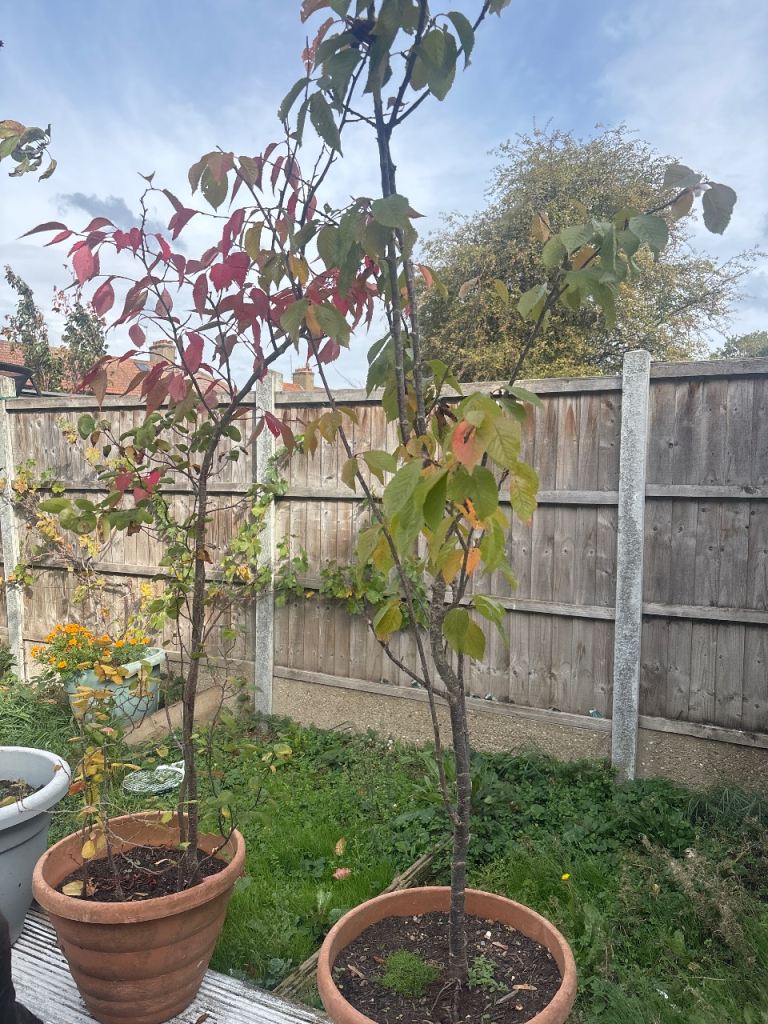 2x Potted Cherry Tree - Healthy, Established Plant