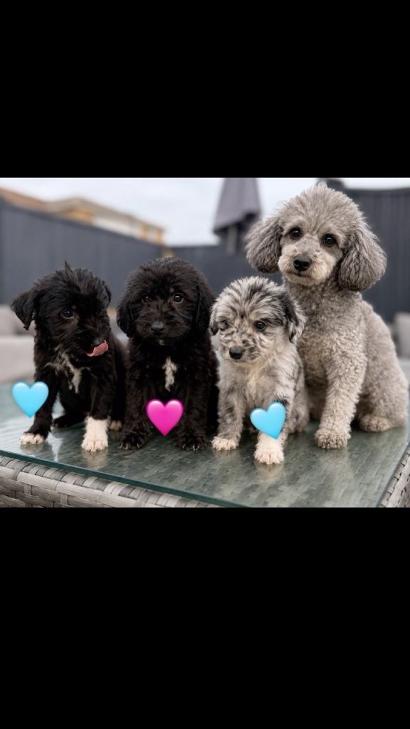 Toy Poodle boy and girl black with white patches 