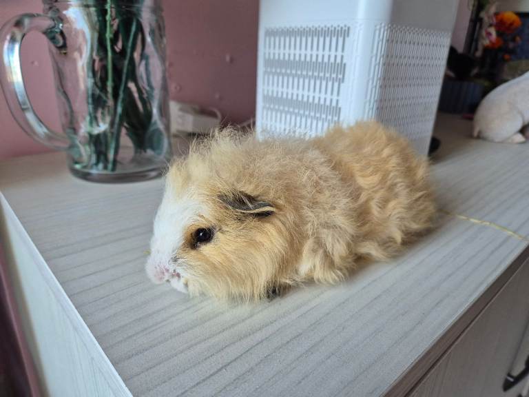 Baby male swiss guinea pig