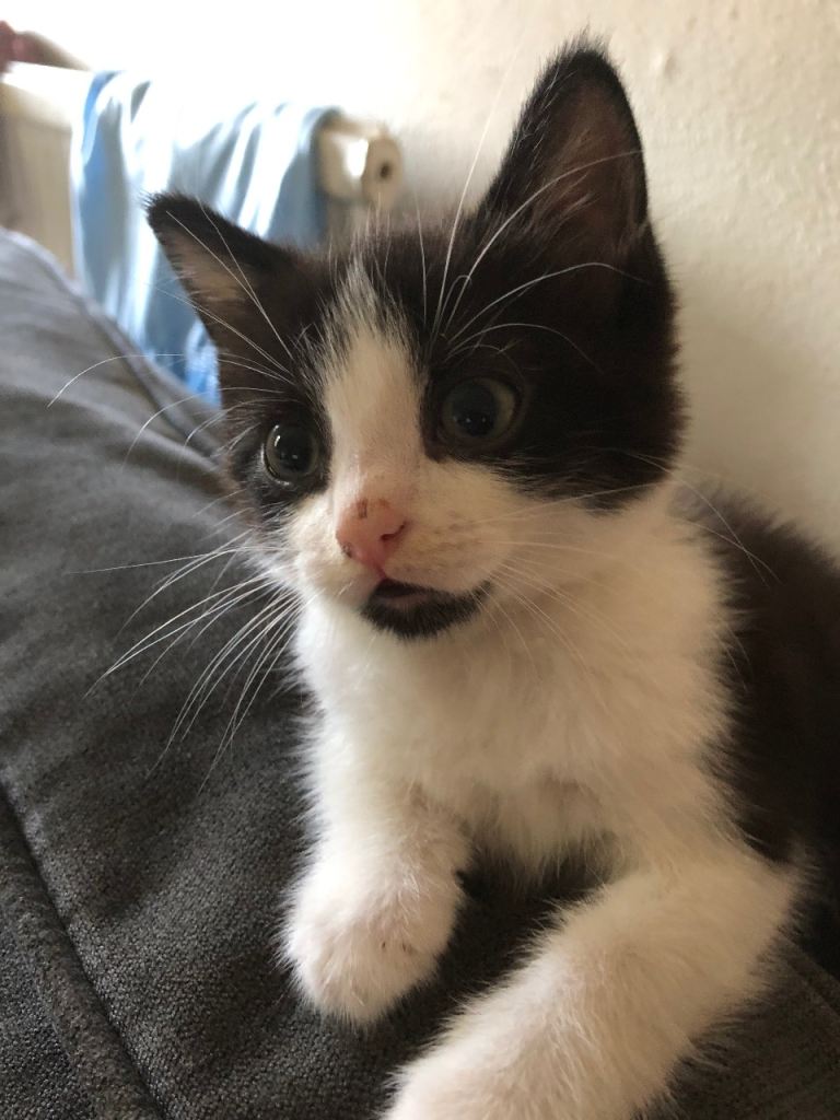 Lovely kitten for sale