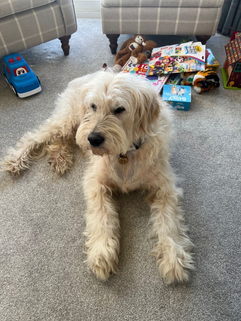 Beautiful F1 Goldendoodle for Sale