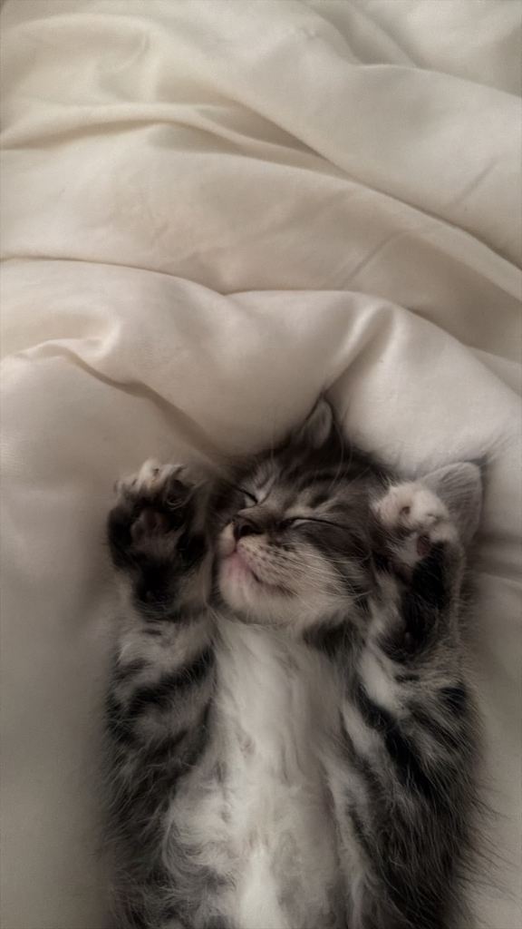 Adorable Mainecoon mix Kittens ready now for their forever homes 