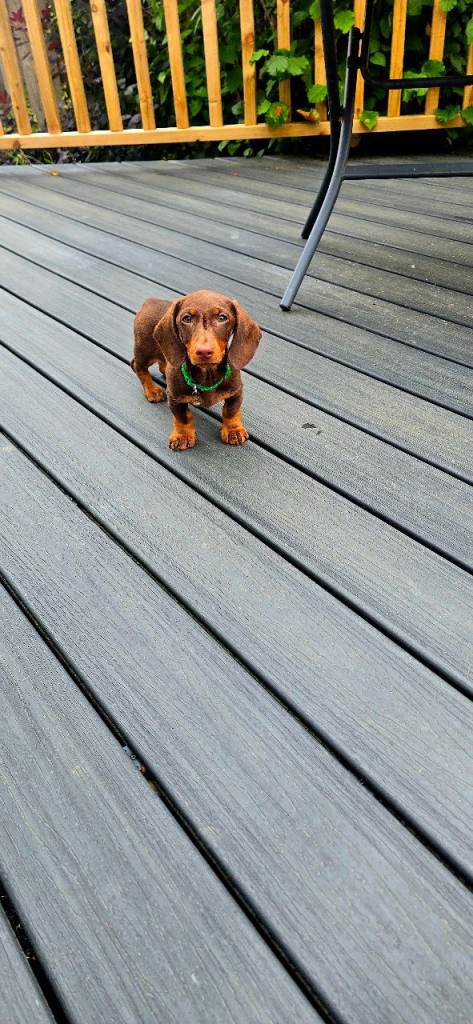 Minature dacshund 