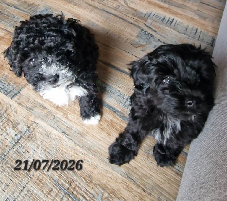 F1B MALTIPOO PUPPIES, 8 WEEKS 18/7/2026