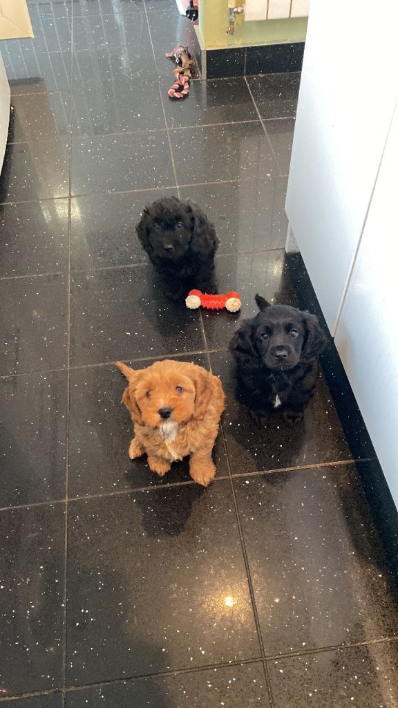 Gorgeous Cavapoo puppies
