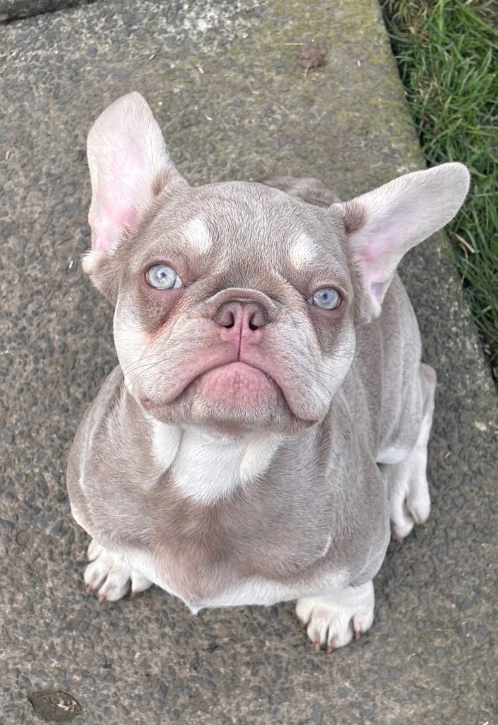KC French bulldog girls 