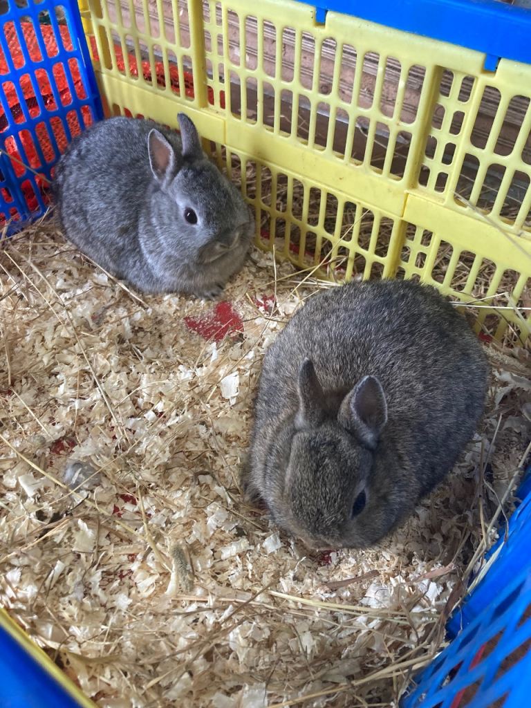 Netherland dwarf rabbits