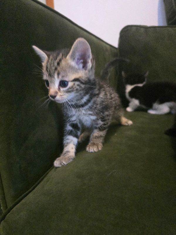 Kitten 