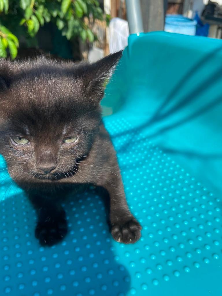 5 kittens for sale 