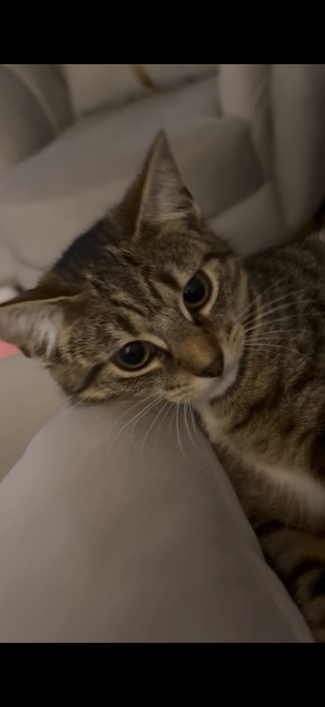 Female cat