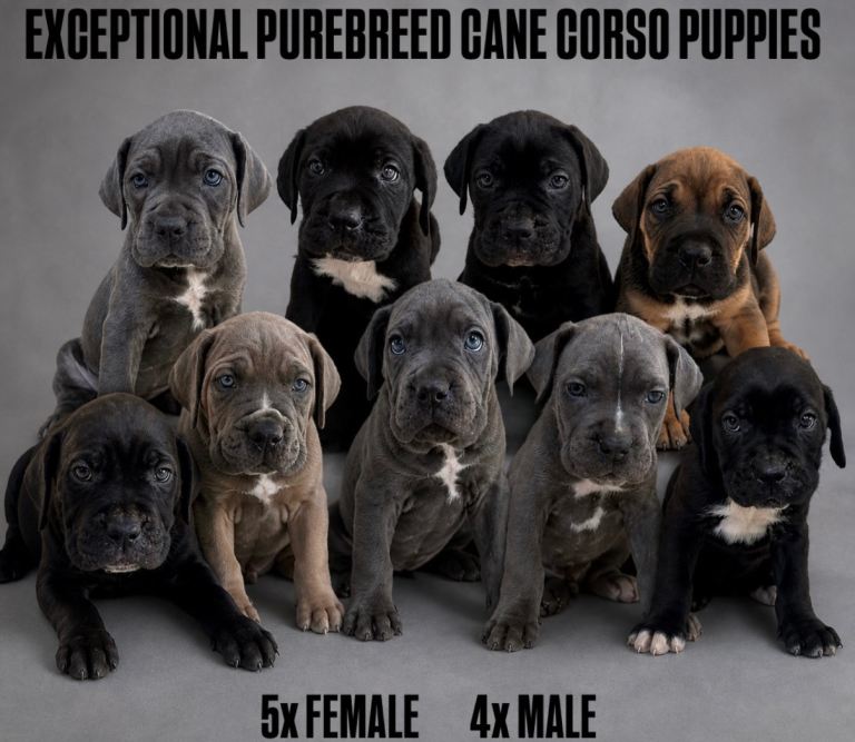 Exceptional Cane Corso Puppies- Loyal, Family Raised