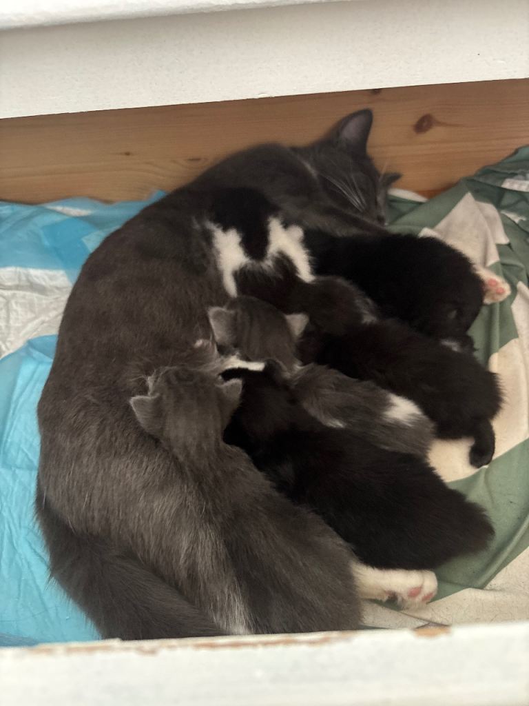 3 kittens for good parents