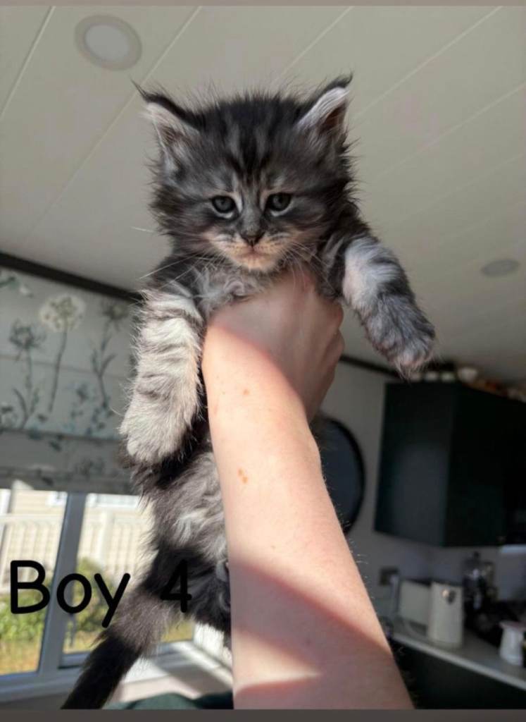 Maincoon kittens for sale