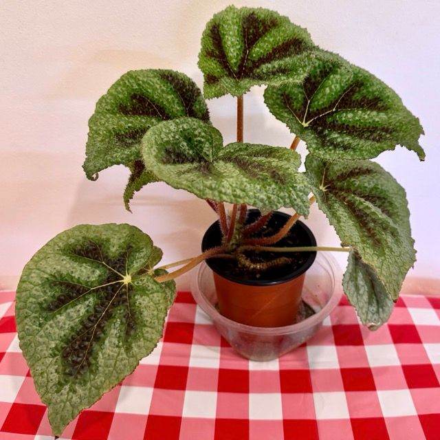 Begonia masoniana ‘Iron Cross’ Begonia Houseplant £10.