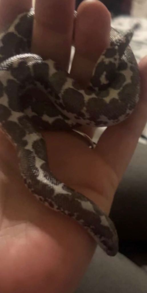 9 month old sand boa & Viv 