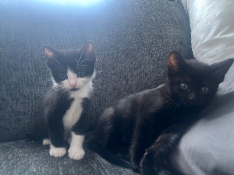 2 male kittens 