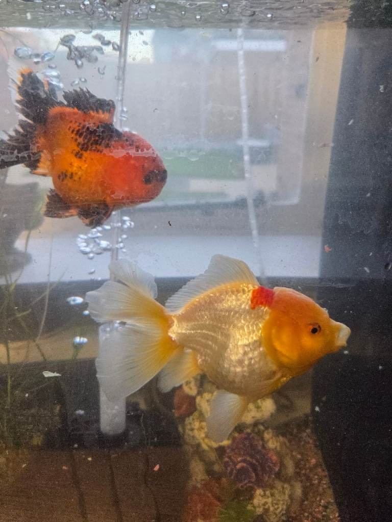 Two Oranda 3 Year Old Fish 