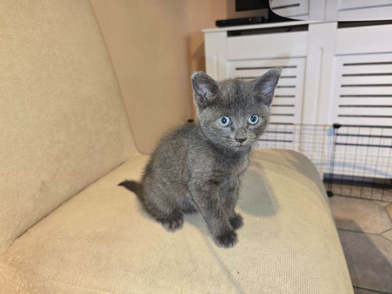 Beautiful male grey kitten 