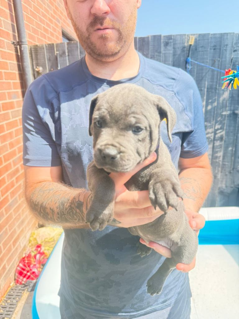 Staffordshire bull terrier puppy’s 
