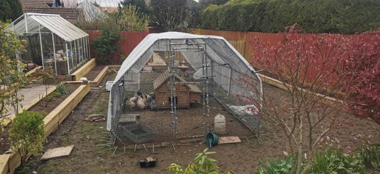 Chicken coop and steal enclosure 