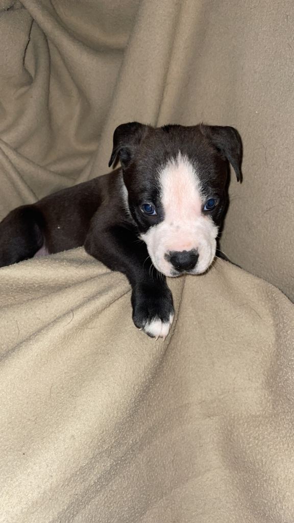 Exclusive Bull Herder Puppies – Working Bloodline