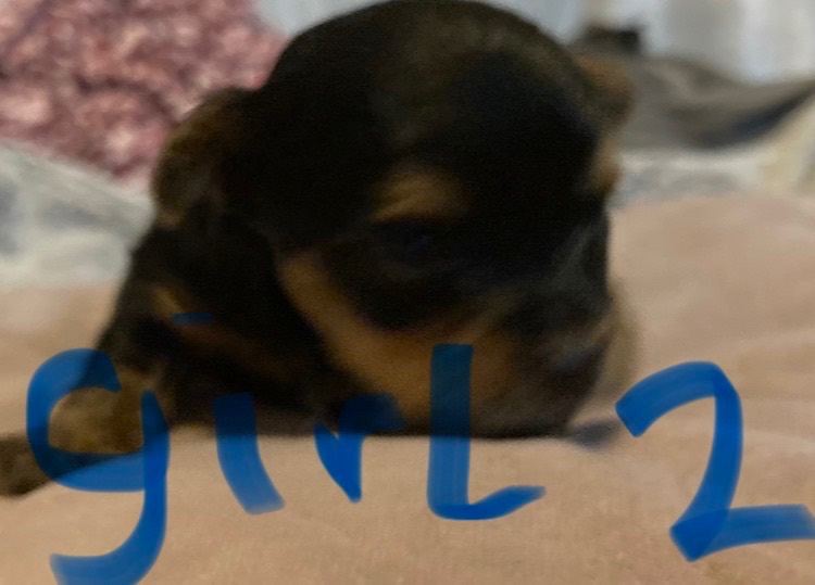 Yorkshire Terrier puppies looking for their forever home 