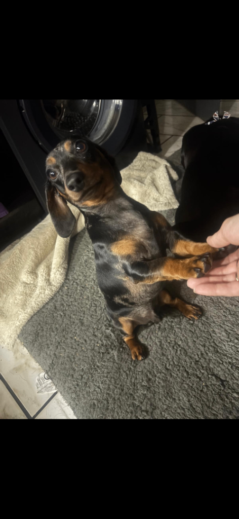 Male merle dachshund Miniature 