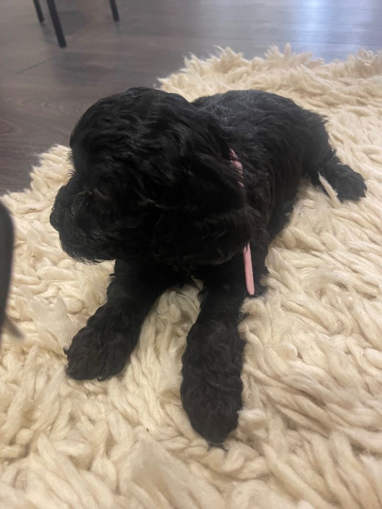 Cockapoo health clear KC parents ✅BLACKS ONLY ✅