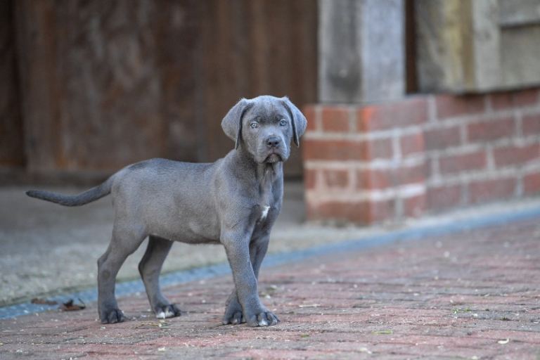 Elite cane corso puppies 