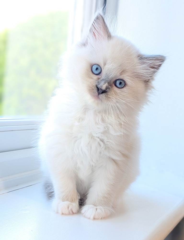 TICA Active Ragdoll female thoroughly health tested 