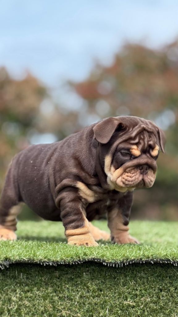 English bulldog